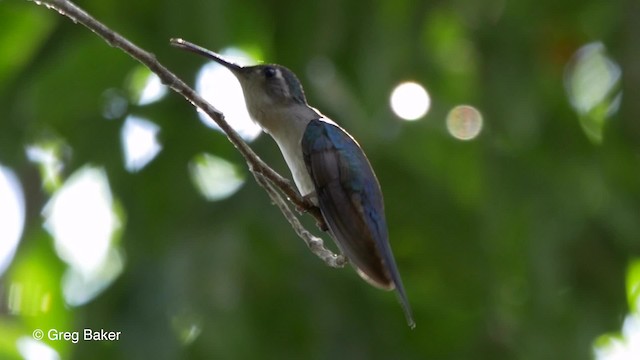 Wedge-tailed Sabrewing (Wedge-tailed) - ML201824521