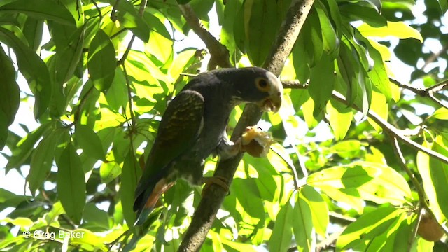 White-crowned Parrot - ML201824531