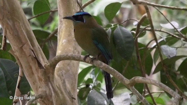 Lesson's Motmot - ML201824581