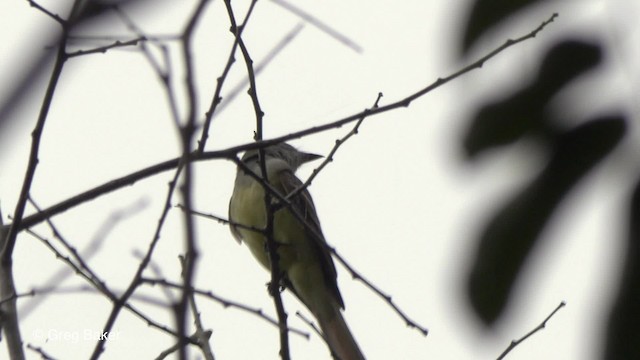 Great Crested Flycatcher - ML201824611