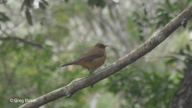 Clay-colored Thrush - ML201824621