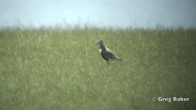 Sociable Lapwing - ML201824721