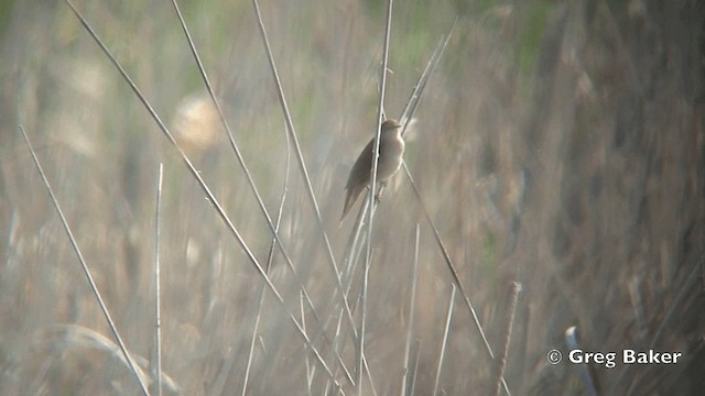Savi's Warbler - ML201824731