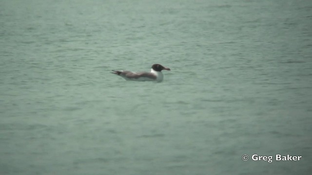 Pallas's Gull - ML201824761