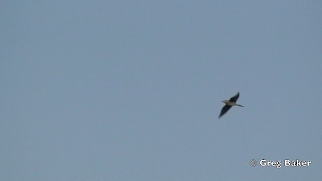 Black-winged Pratincole - ML201824811