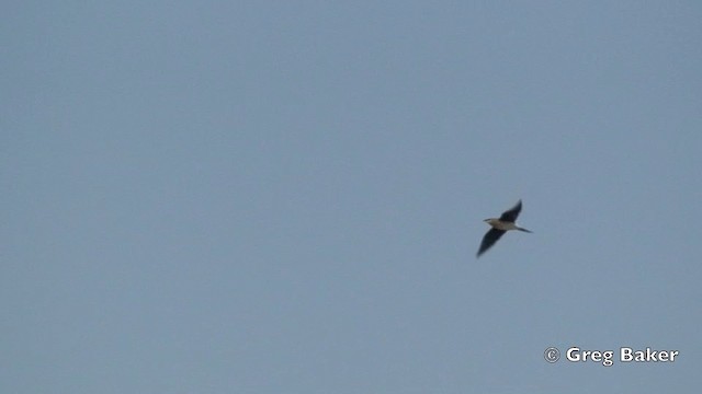 Black-winged Pratincole - ML201824811