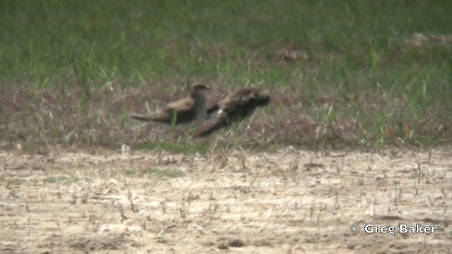 Black-winged Pratincole - ML201824821