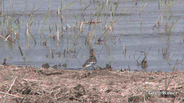 Red-necked Phalarope - ML201824831