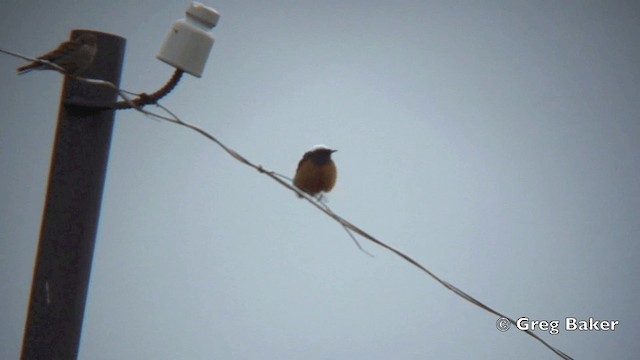 White-winged Redstart - ML201824911