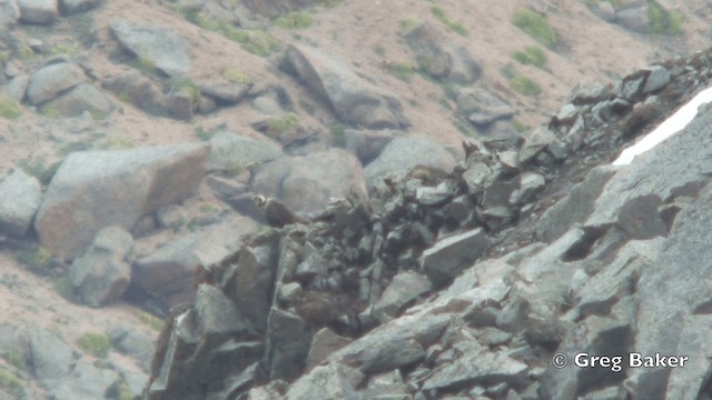 Himalayan Snowcock - ML201824941