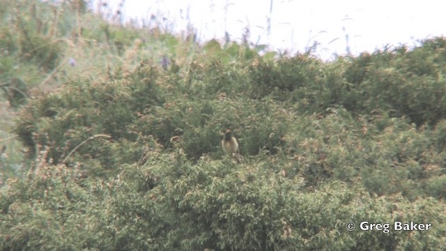 Fire-fronted Serin - ML201824961