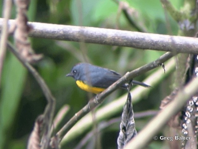 Slate-throated Redstart - ML201824981