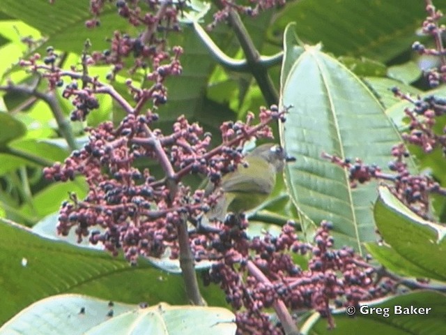 Common Chlorospingus (Middle America) - ML201825001