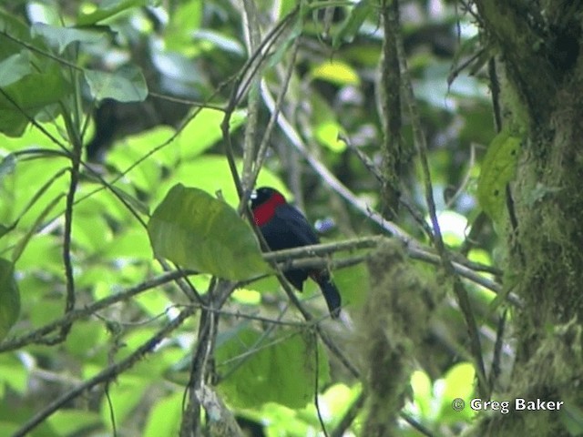 Crimson-collared Tanager - ML201825031