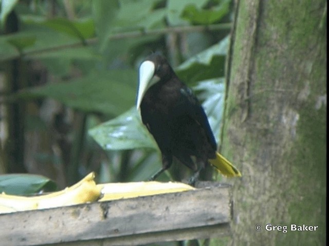 Chestnut-headed Oropendola - ML201825061