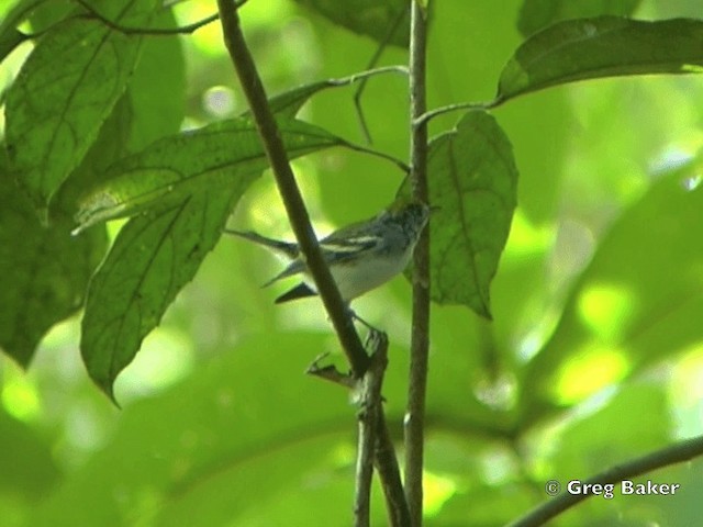 Paruline à flancs marron - ML201825071