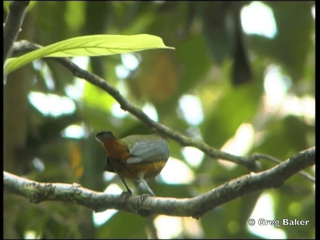 Olive-backed Euphonia - ML201825091