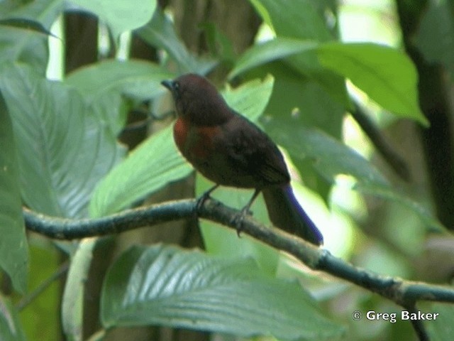 ノドアカアリフウキンチョウ（fuscicauda グループ） - ML201825111