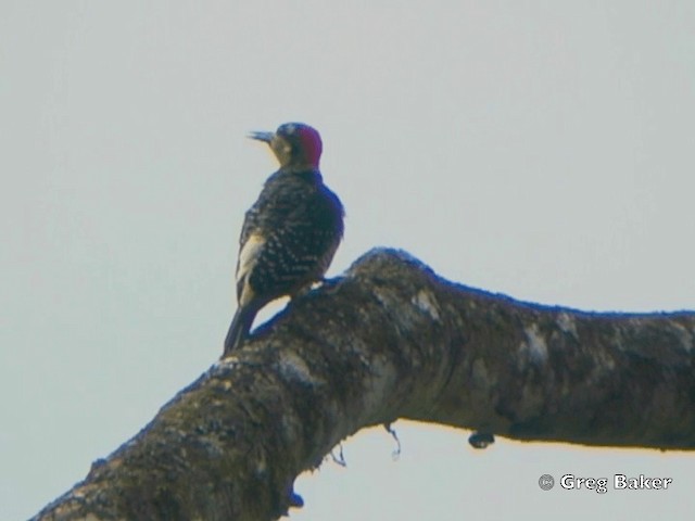 Black-cheeked Woodpecker - ML201825141