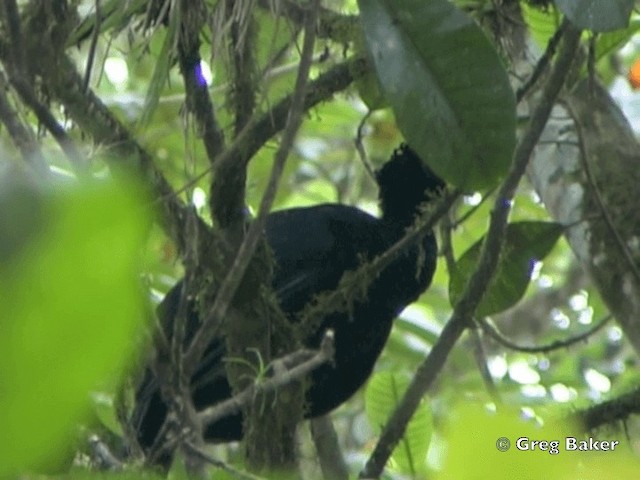 Great Curassow - ML201825181