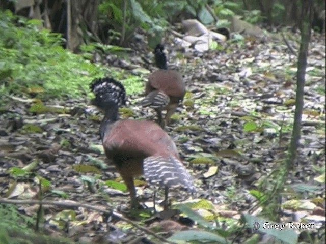 Great Curassow - ML201825191