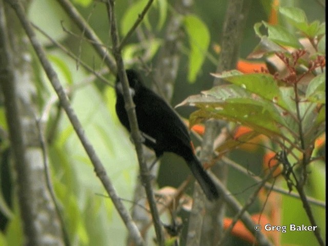 Scarlet-rumped Tanager (Passerini's) - ML201825201