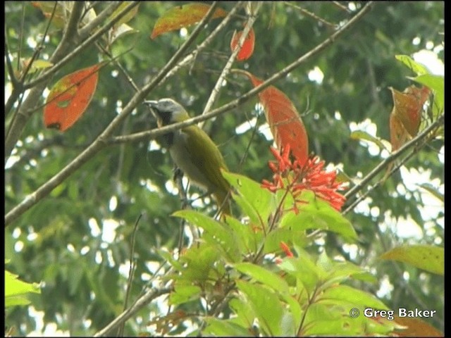 Buff-throated Saltator - ML201825211