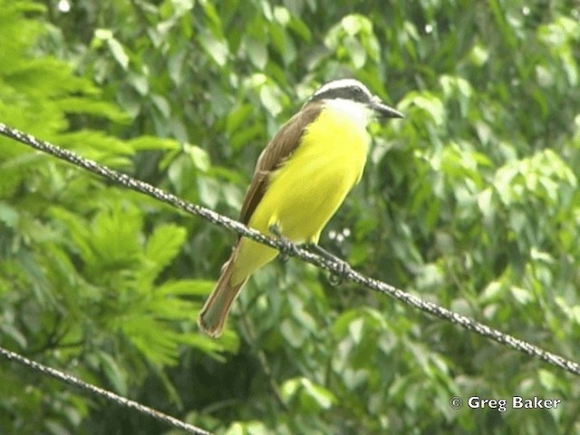 Great Kiskadee - ML201825221