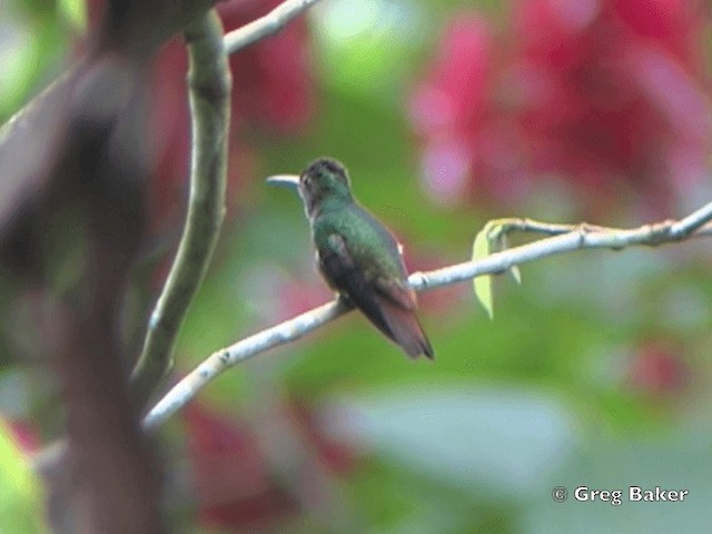 Rufous-tailed Hummingbird (Rufous-tailed) - ML201825241