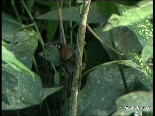 Troglodyte à calotte noire (groupe castaneus) - ML201825251