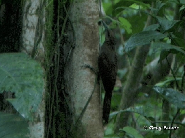 Northern Barred-Woodcreeper (Western) - ML201825271