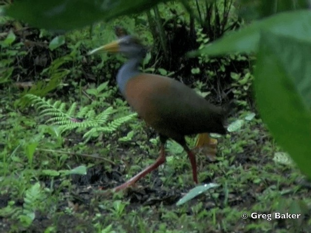 Russet-naped Wood-Rail - ML201825281