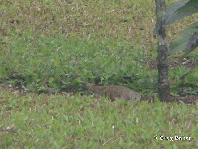 Ruddy Ground Dove - ML201825301