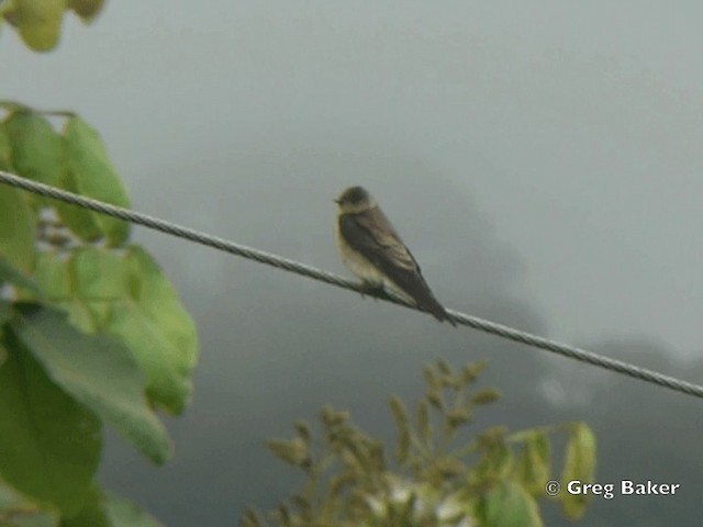 Northern Rough-winged Swallow - ML201825311