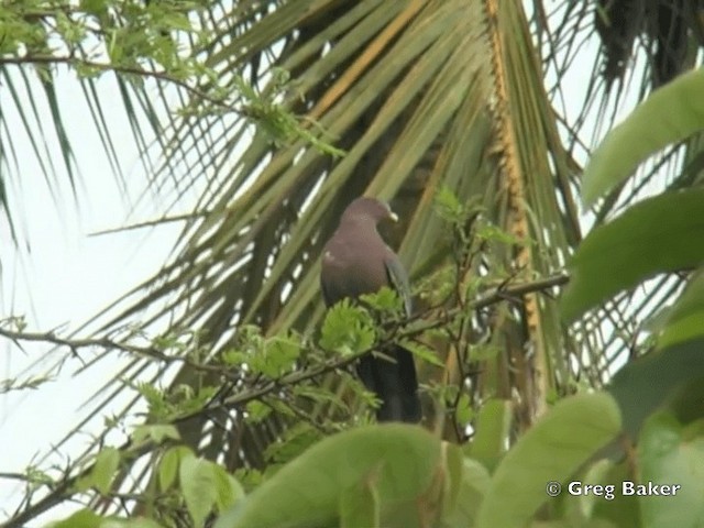 Red-billed Pigeon - ML201825321