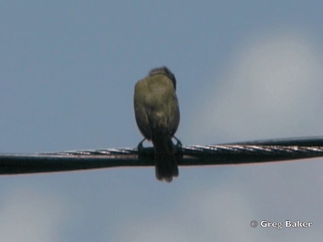 Yellow-faced Grassquit - ML201825331