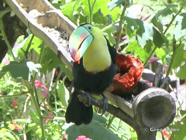 Keel-billed Toucan - ML201825351