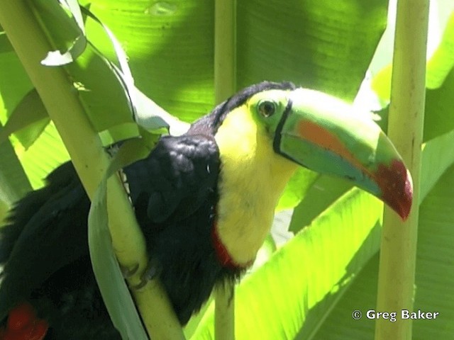 Keel-billed Toucan - ML201825361