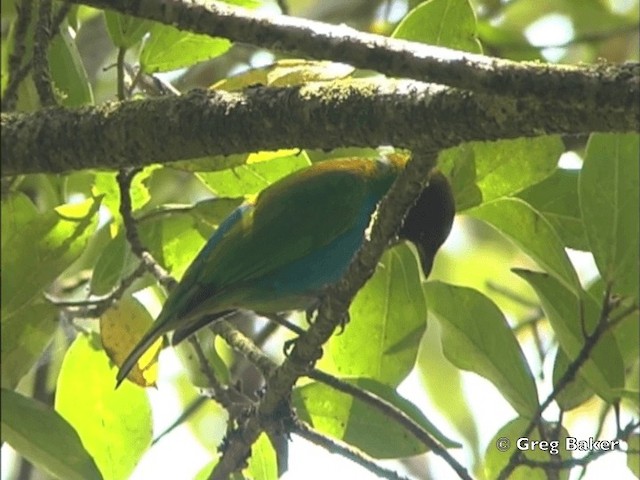 Tangara Cabecibaya (grupo albertinae) - ML201825371