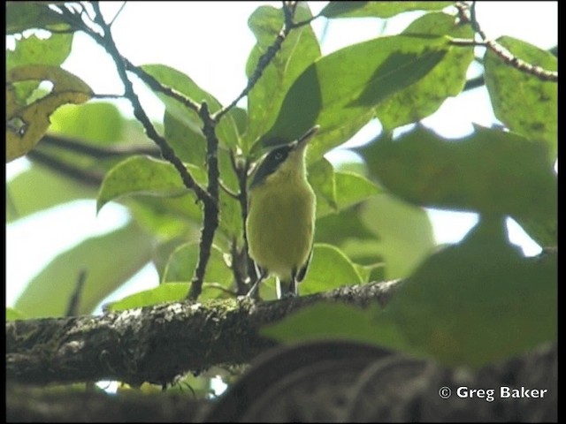 Common Tody-Flycatcher (cinereum Group) - ML201825381