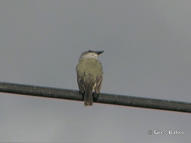 Tropical Kingbird - ML201825401