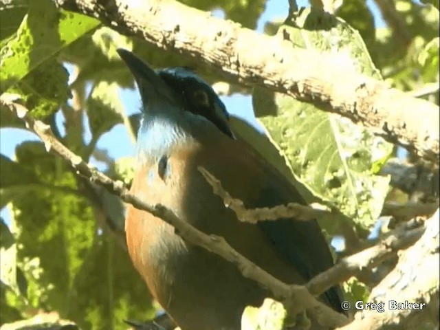 Lesson's Motmot - ML201825431