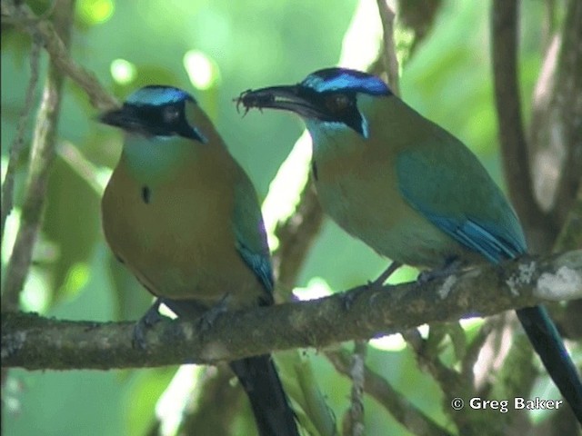 Lesson's Motmot - ML201825441