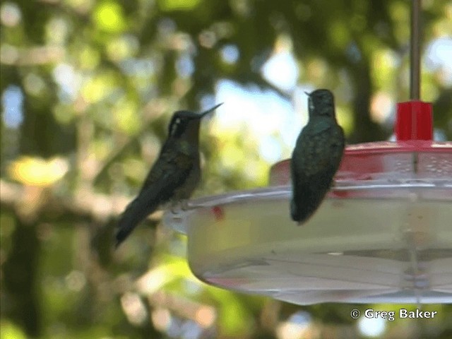 Colibri à gorge pourprée - ML201825461