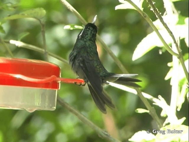 Colibri à gorge pourprée - ML201825471