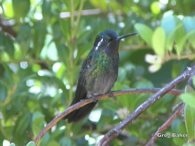 kolibřík fialovohrdlý - ML201825481