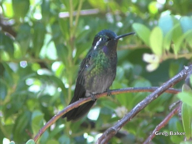 Colibri à gorge pourprée - ML201825481