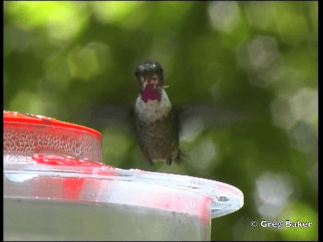 Colibrí Magenta - ML201825531