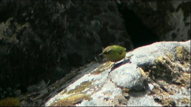 South Island Wren - ML201825571