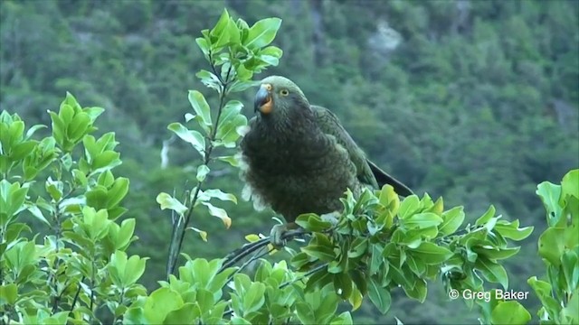 Kea - ML201825581